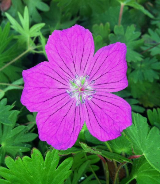 Geranium sanguineum 'Vision Violet' 